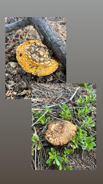 Such cool nature finds on the property grounds.