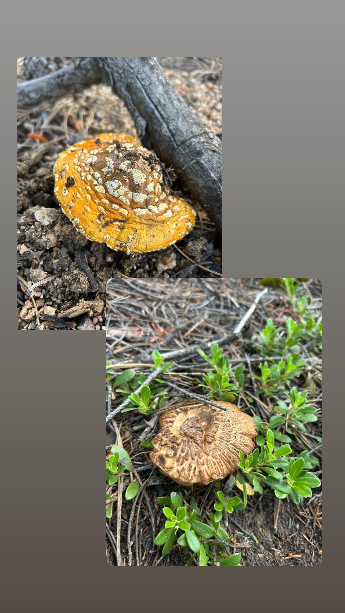 Such cool nature finds on the property grounds.