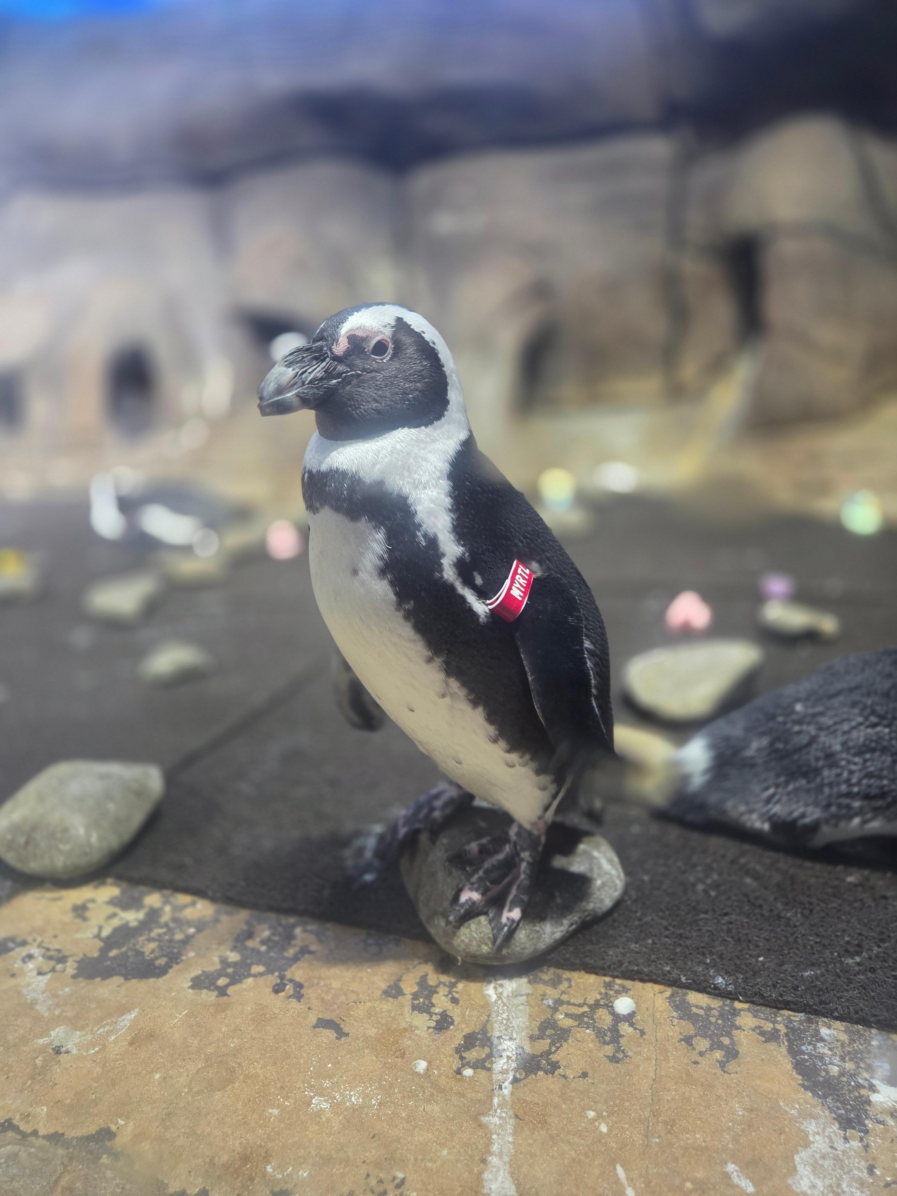 Myrtle the Penguin at the Ripleys Aquarium 