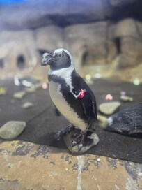 Myrtle the Penguin at the Ripleys Aquarium