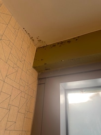 Mold in bathroom