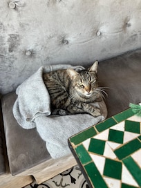 Mimi, riad cat <3