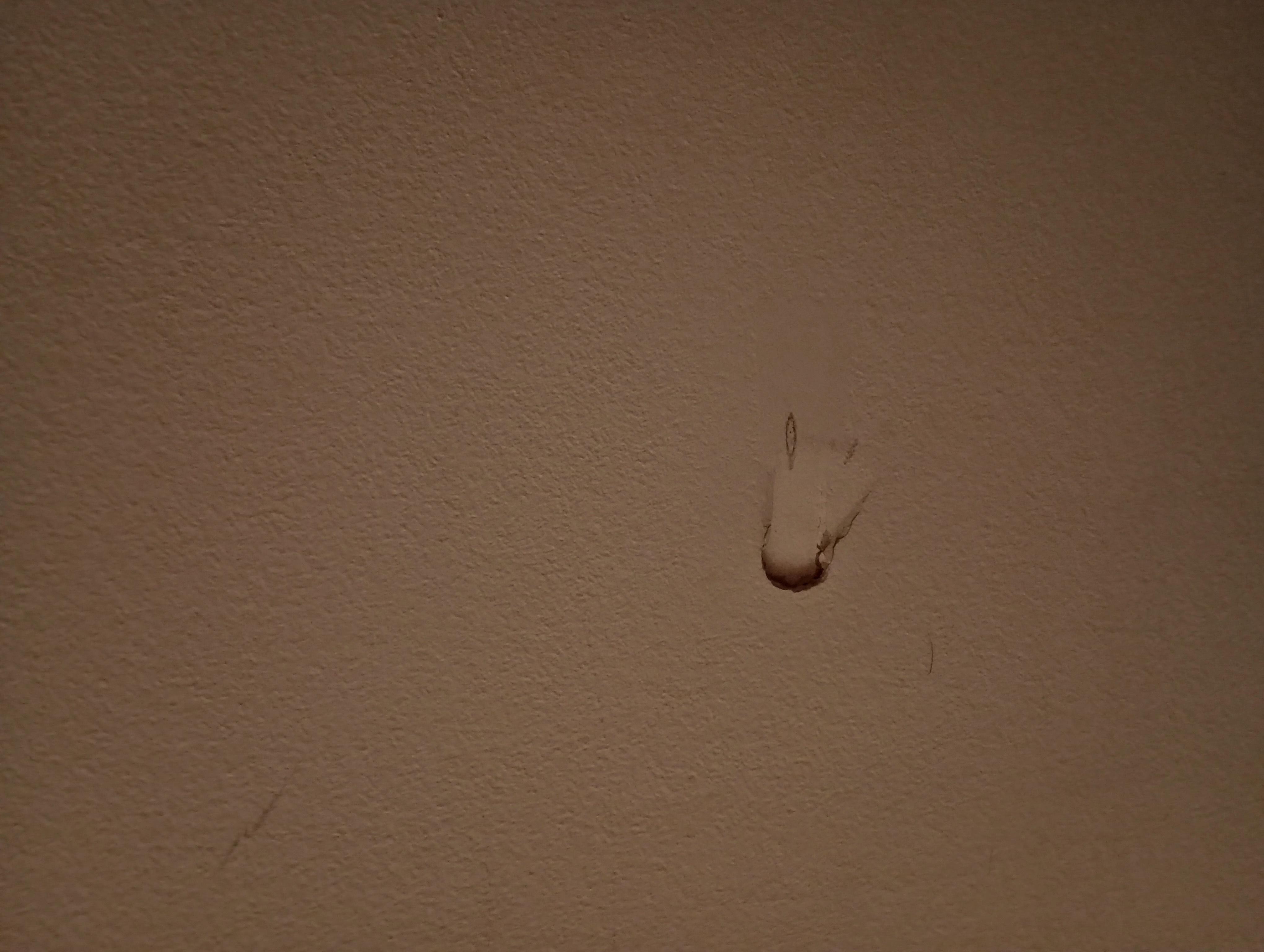 Bugs