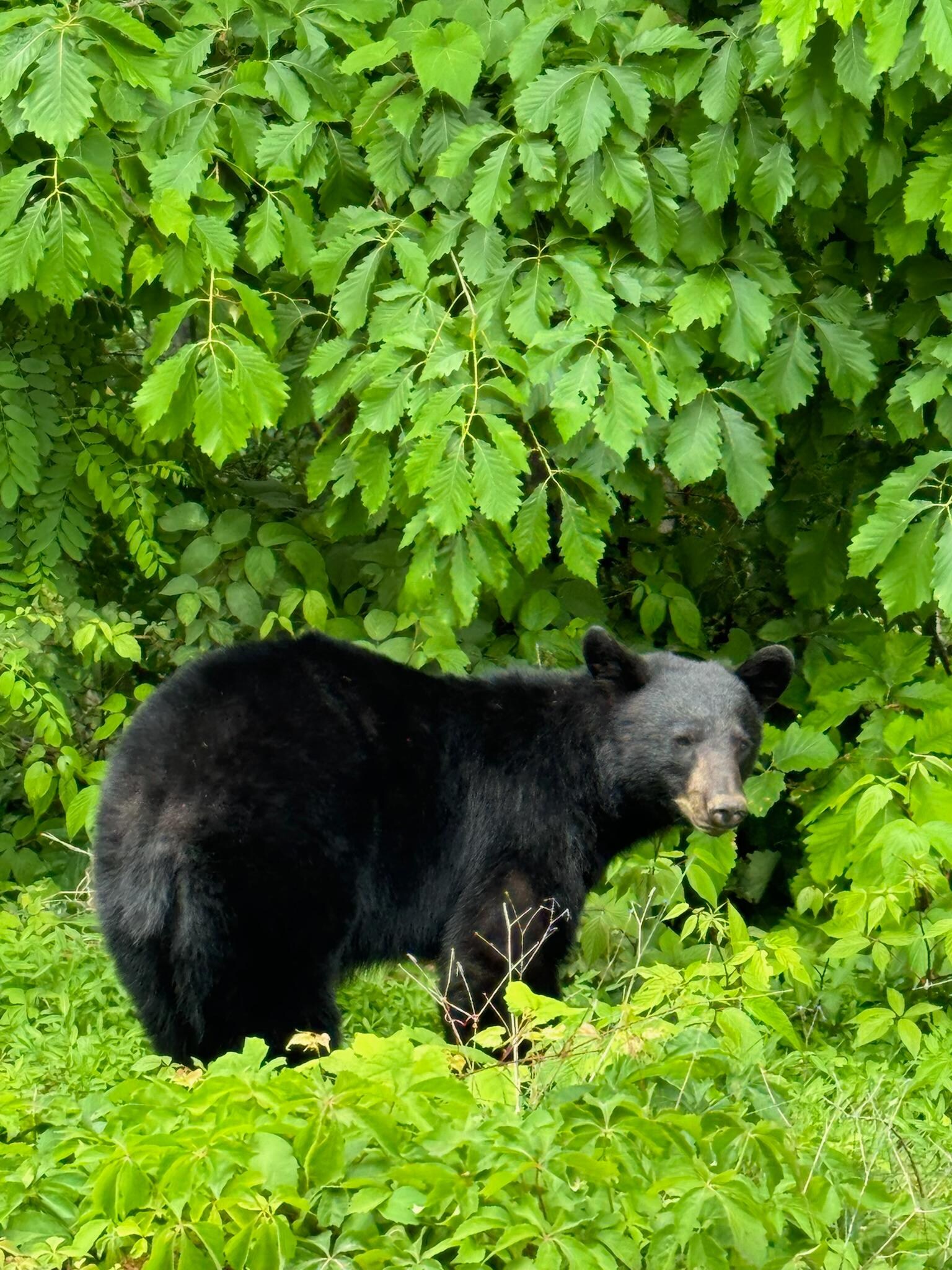 Friendly neighborhood bear. 