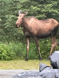 Momma moose