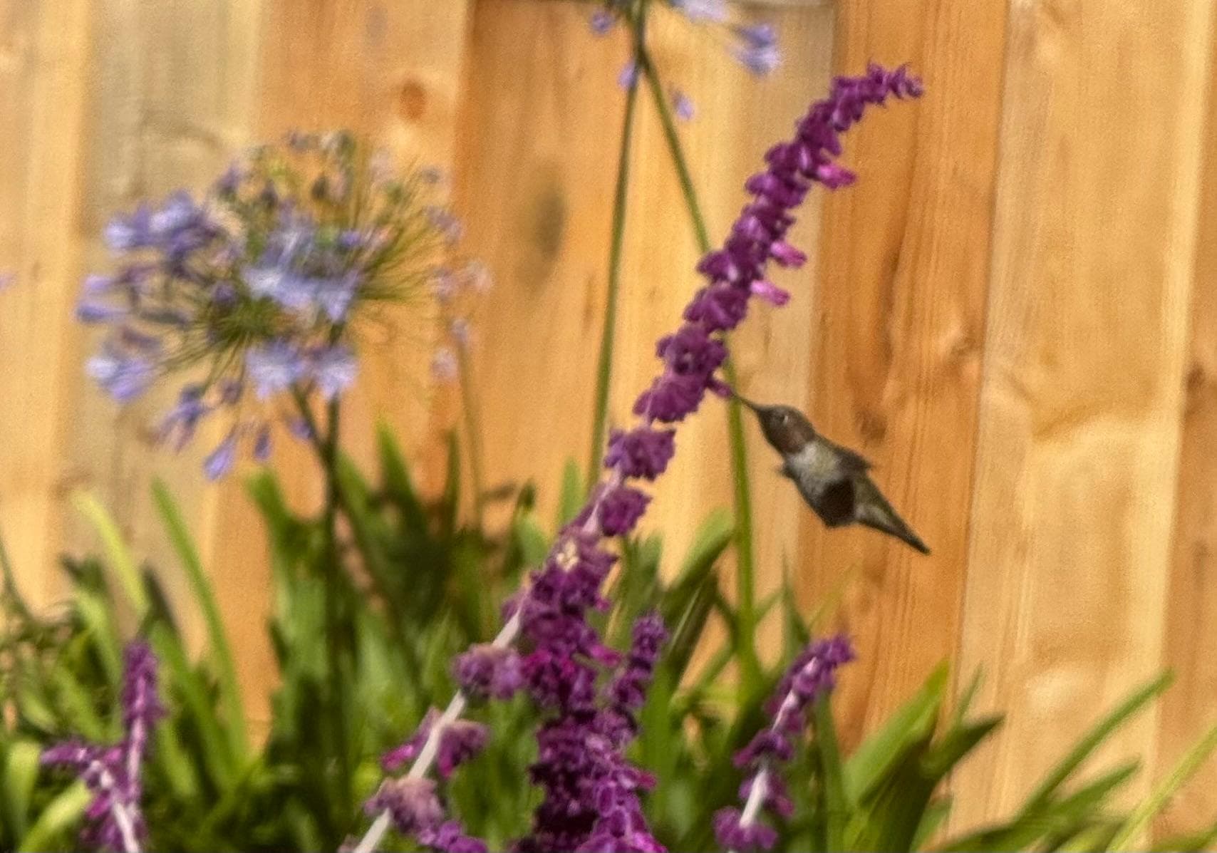 Viewing wildlife from the deck