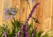 Viewing wildlife from the deck