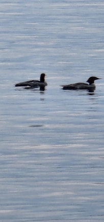 Loon calls nightly.