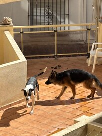 De generende hunde