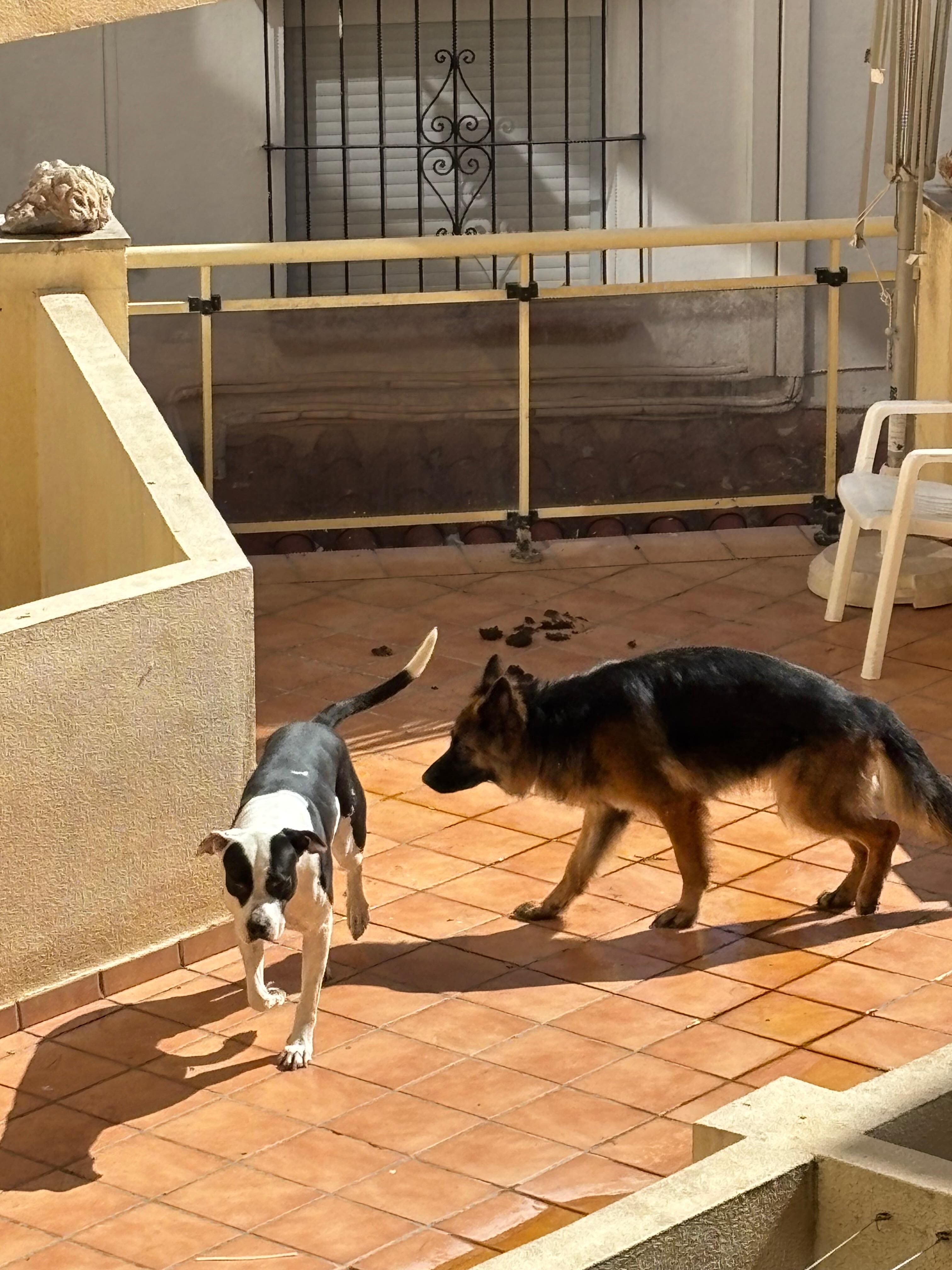 De generende hunde 