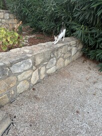 Neighborhood cat (our kids named her? Meecro).