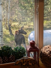 Right out the family room window.