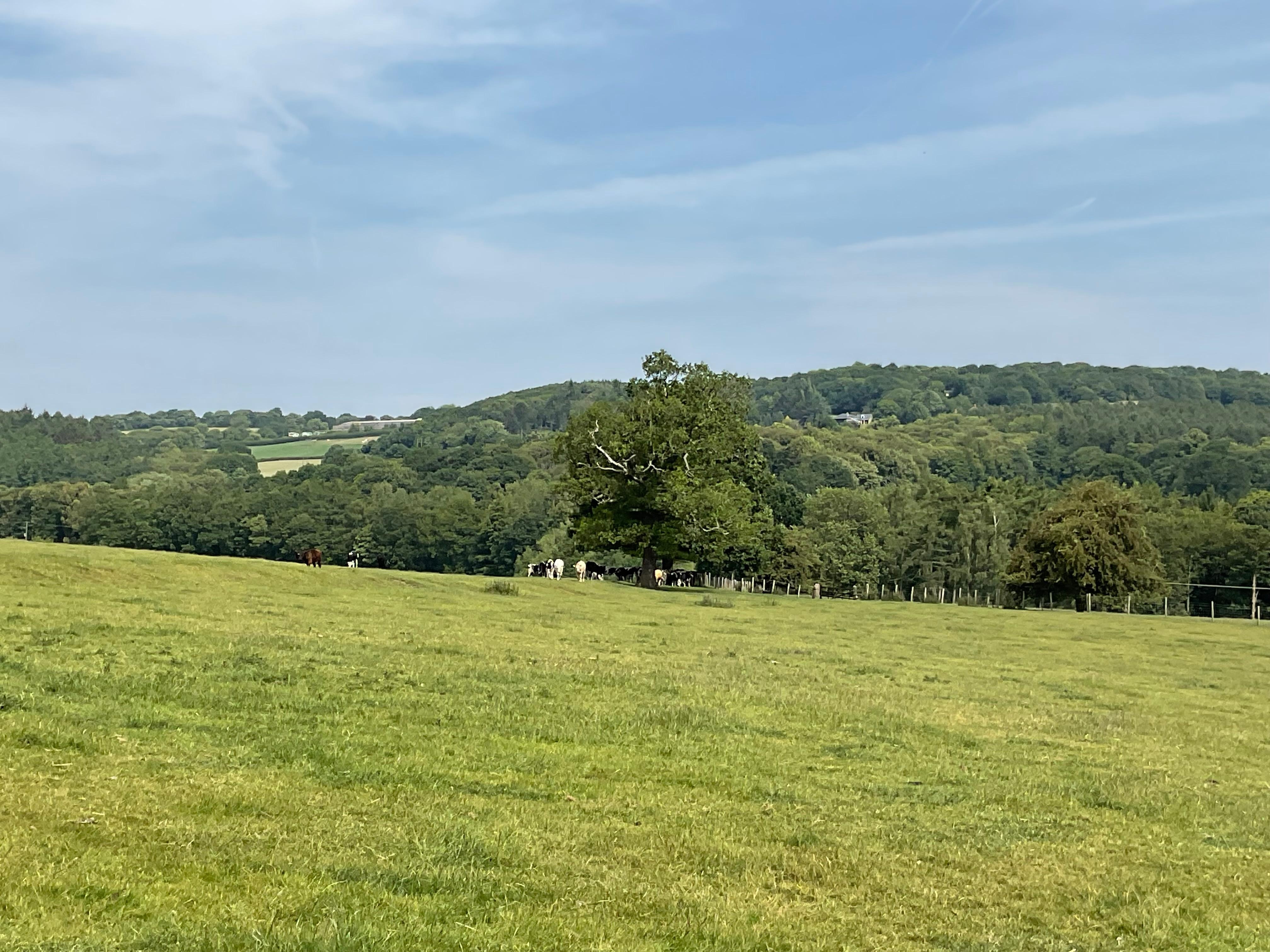 The view towards Cawthorne 