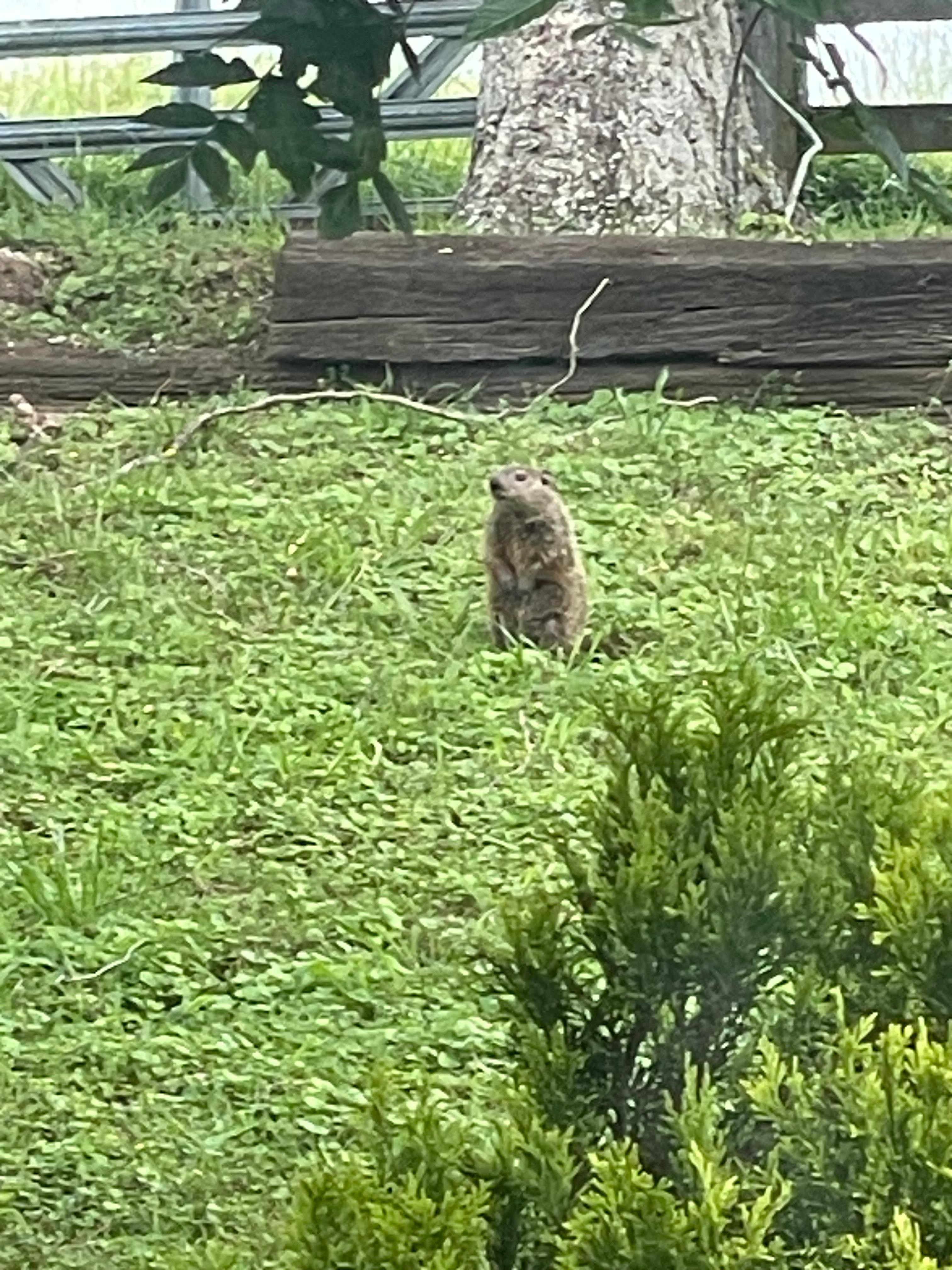 Part of the groundhog family