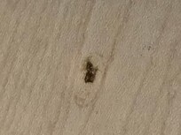 Roach on the floor