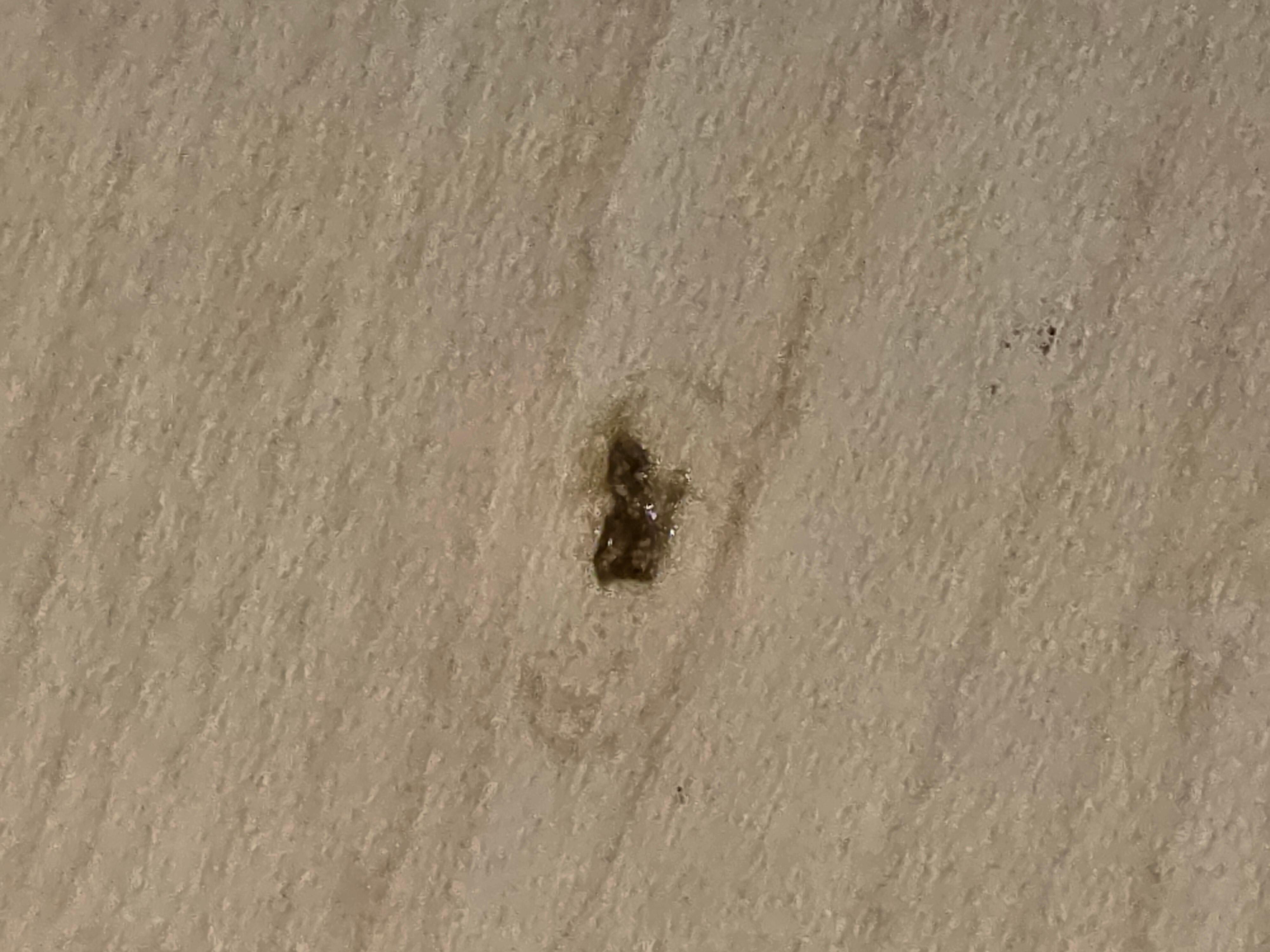 Roach on the floor