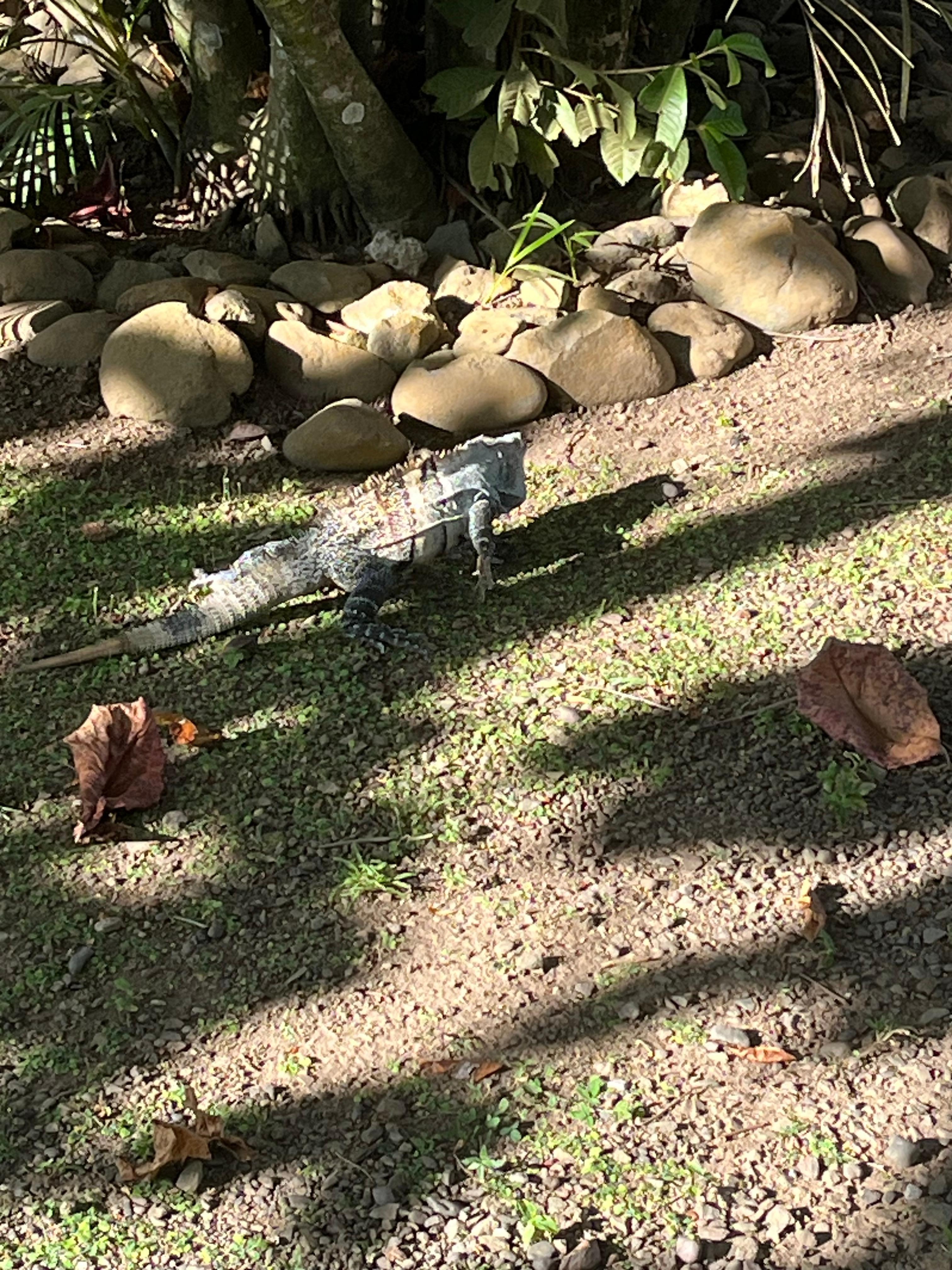 Iguana on the property.