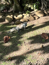 Iguana on the property.