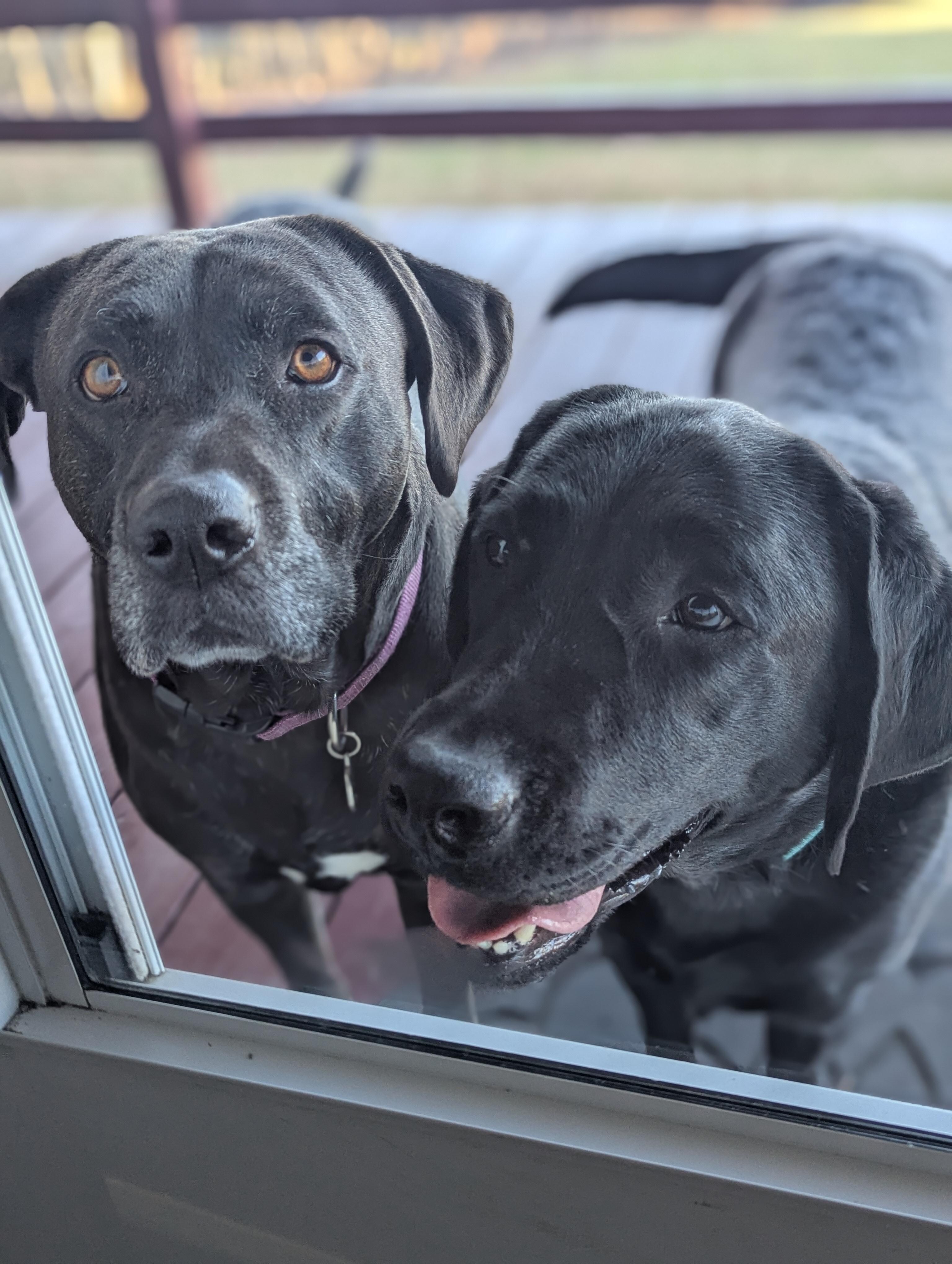 Diamond and Patty, the friendly greeters. They are the sweetest and very well behaved!  