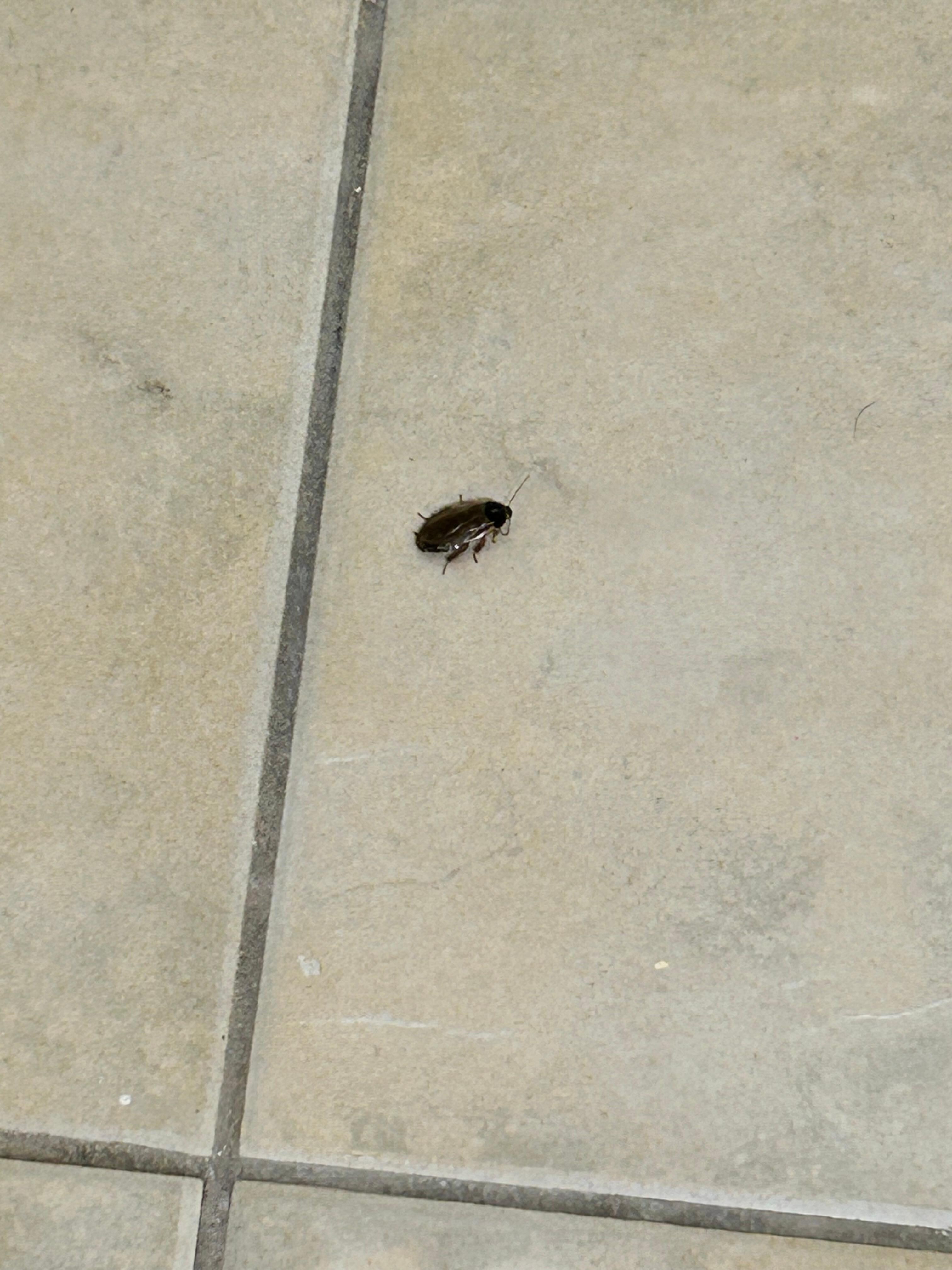 Roach crawling in bathroom and in sleeping area of room