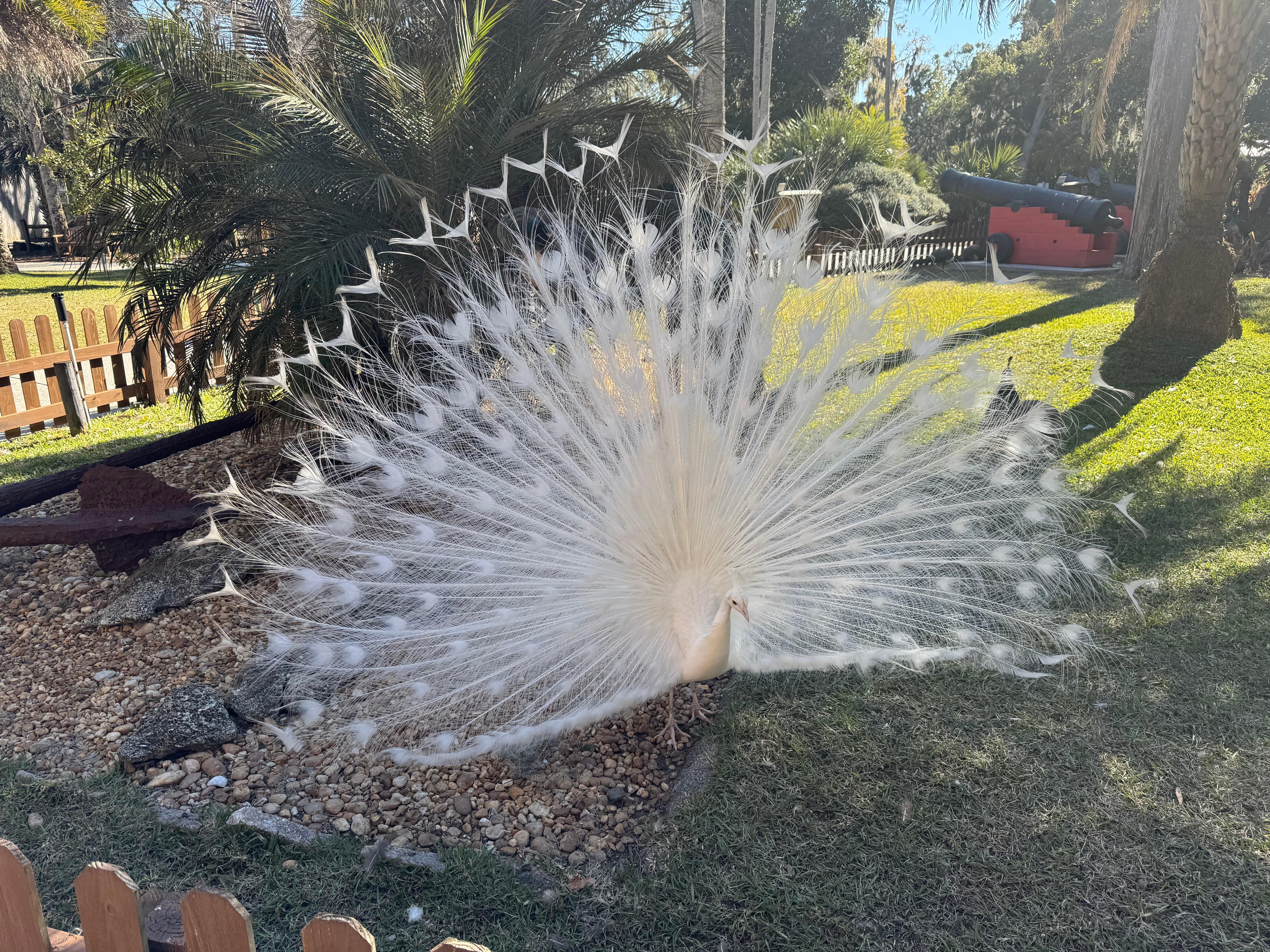 At the Fountain of Youth