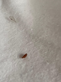 Bedbug in second bedroom