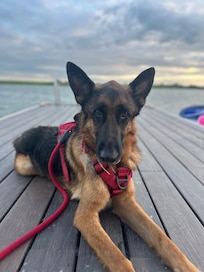 Our Shepherds enjoy the getaway as much as we do.