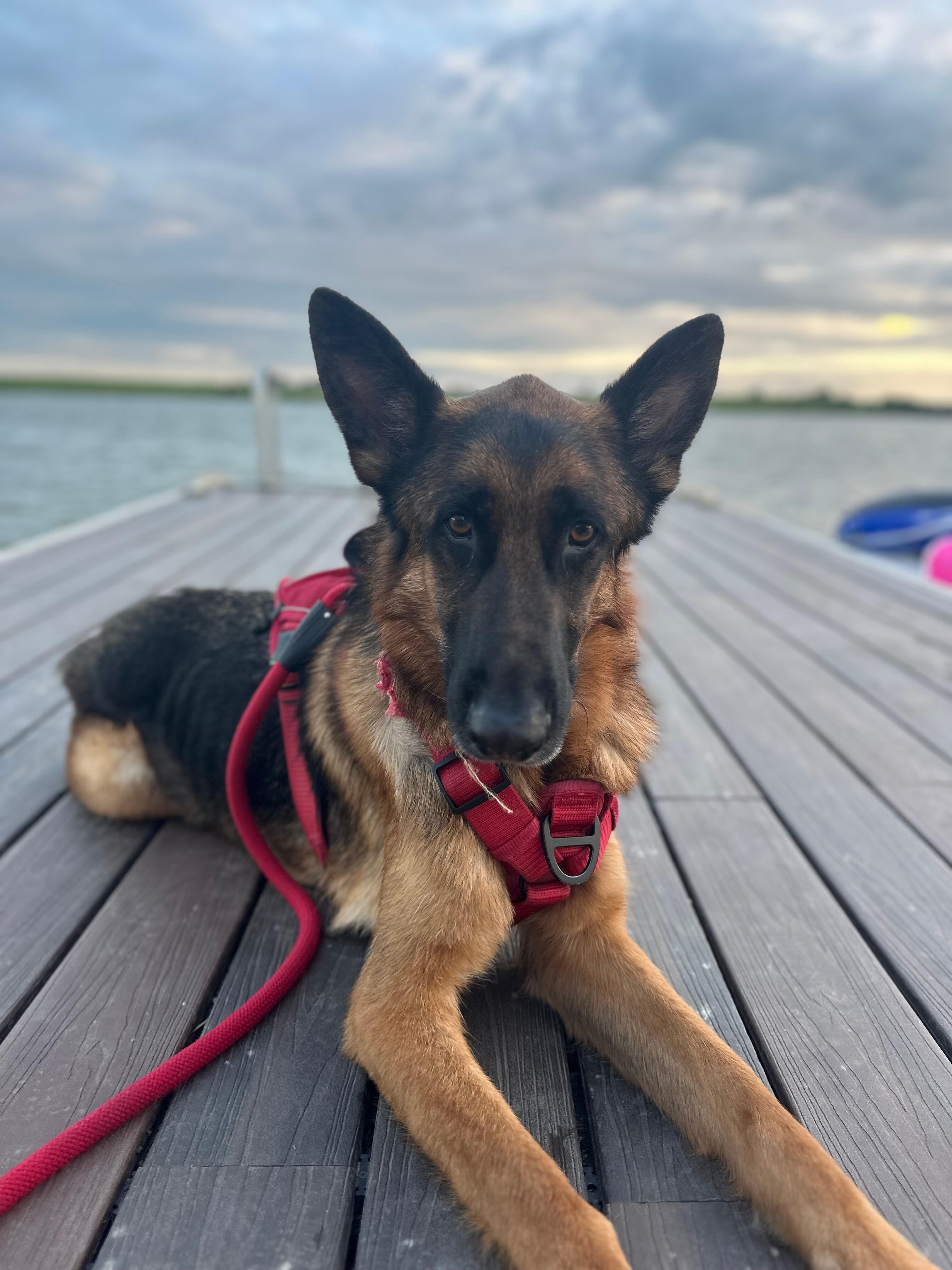 Our Shepherds enjoy the getaway as much as we do.