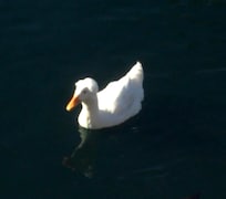 Our favorite duck came to visit each day