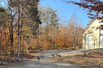 We enjoyed seeing deer in the area.