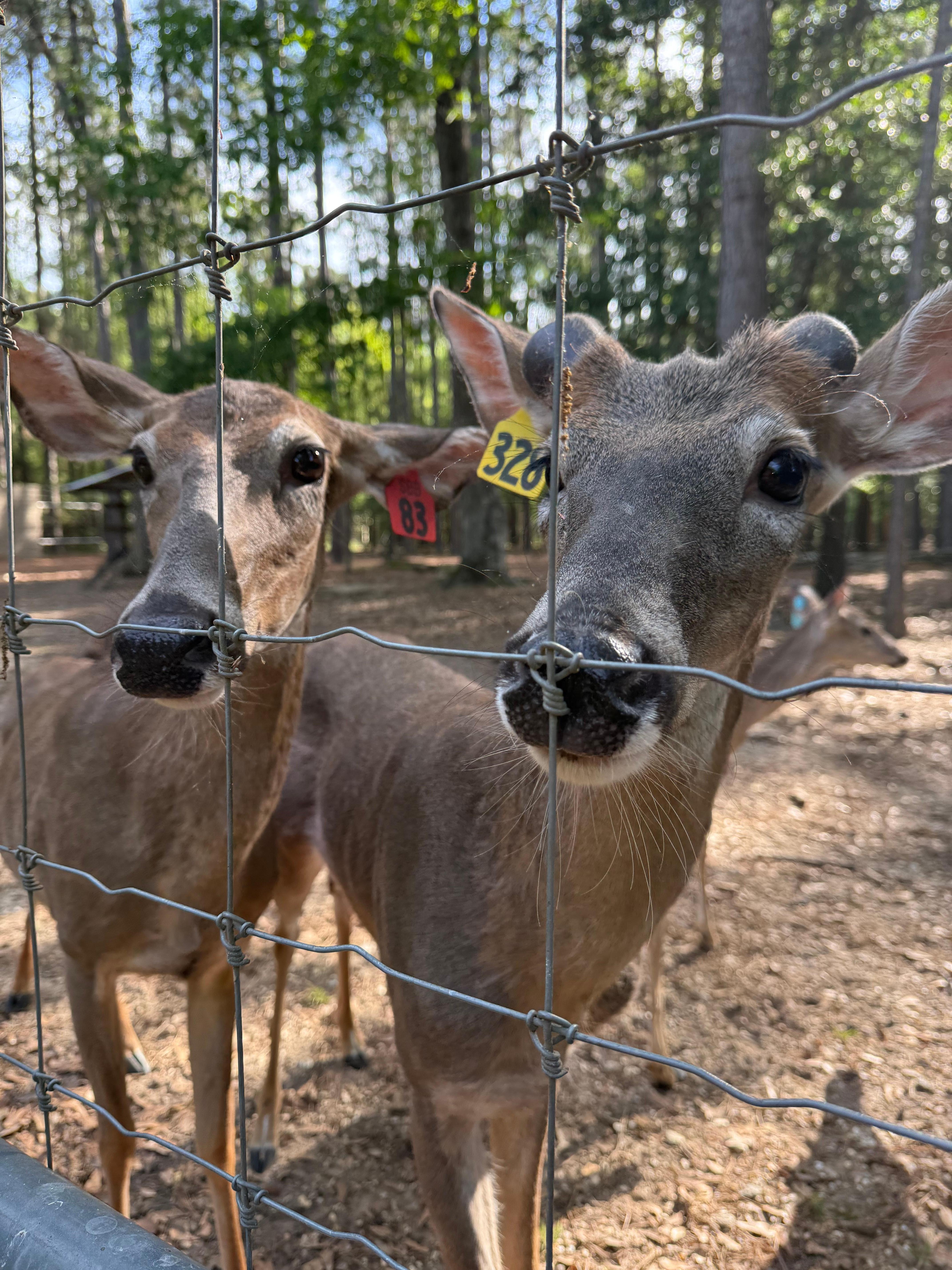 Coolest deer I’ve ever met!