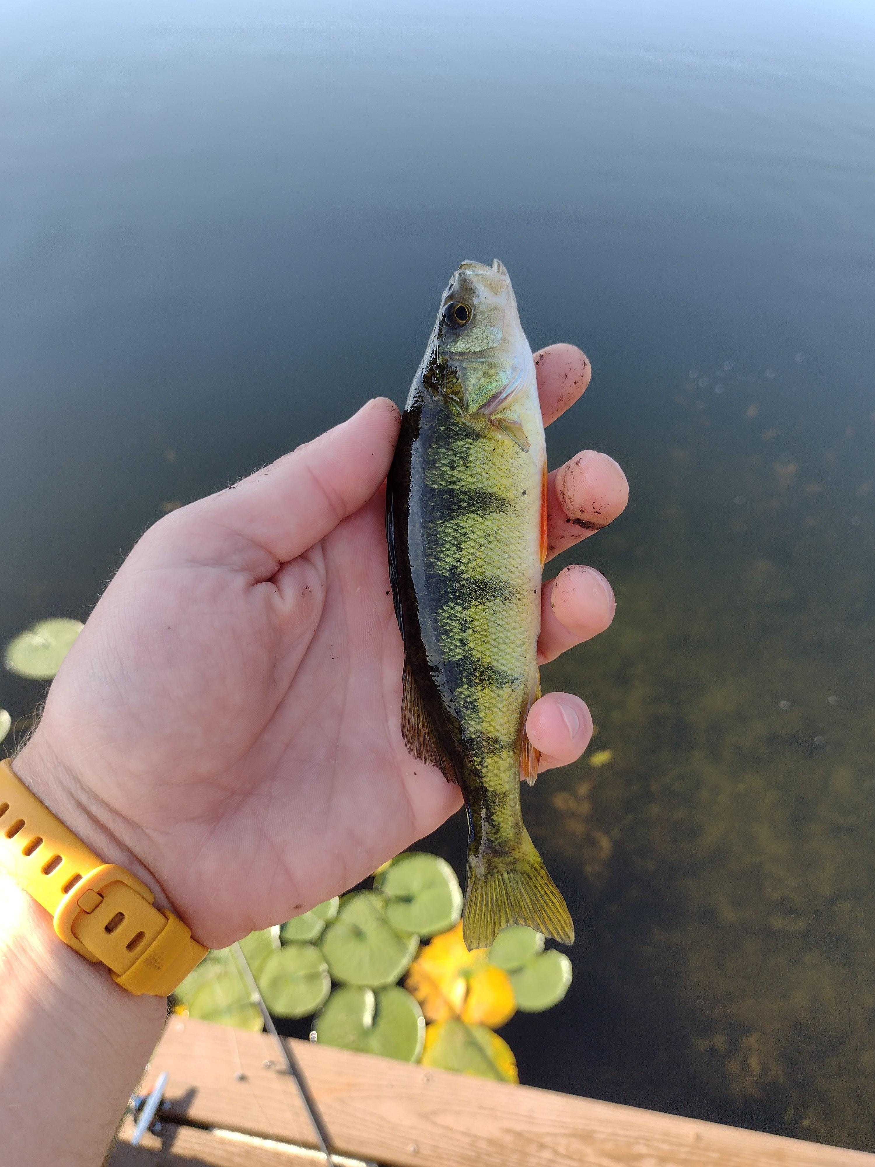 My first yellow perch!  Lots of these, rock bass, blue gill, and one big largemouth that wasn't interested in being caught.  Pick up some worms at Fred Meyer and you can catch fish all day.