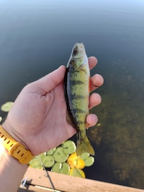 My first yellow perch! Lots of these, rock bass, blue gill, and one big largemouth that wasn't interested in being caught. Pick up some worms at Fred Meyer and you can catch fish all day.