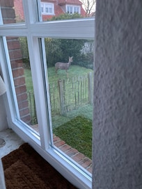 Reh im Vorgarten