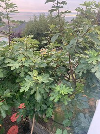 Amazing fig tree.