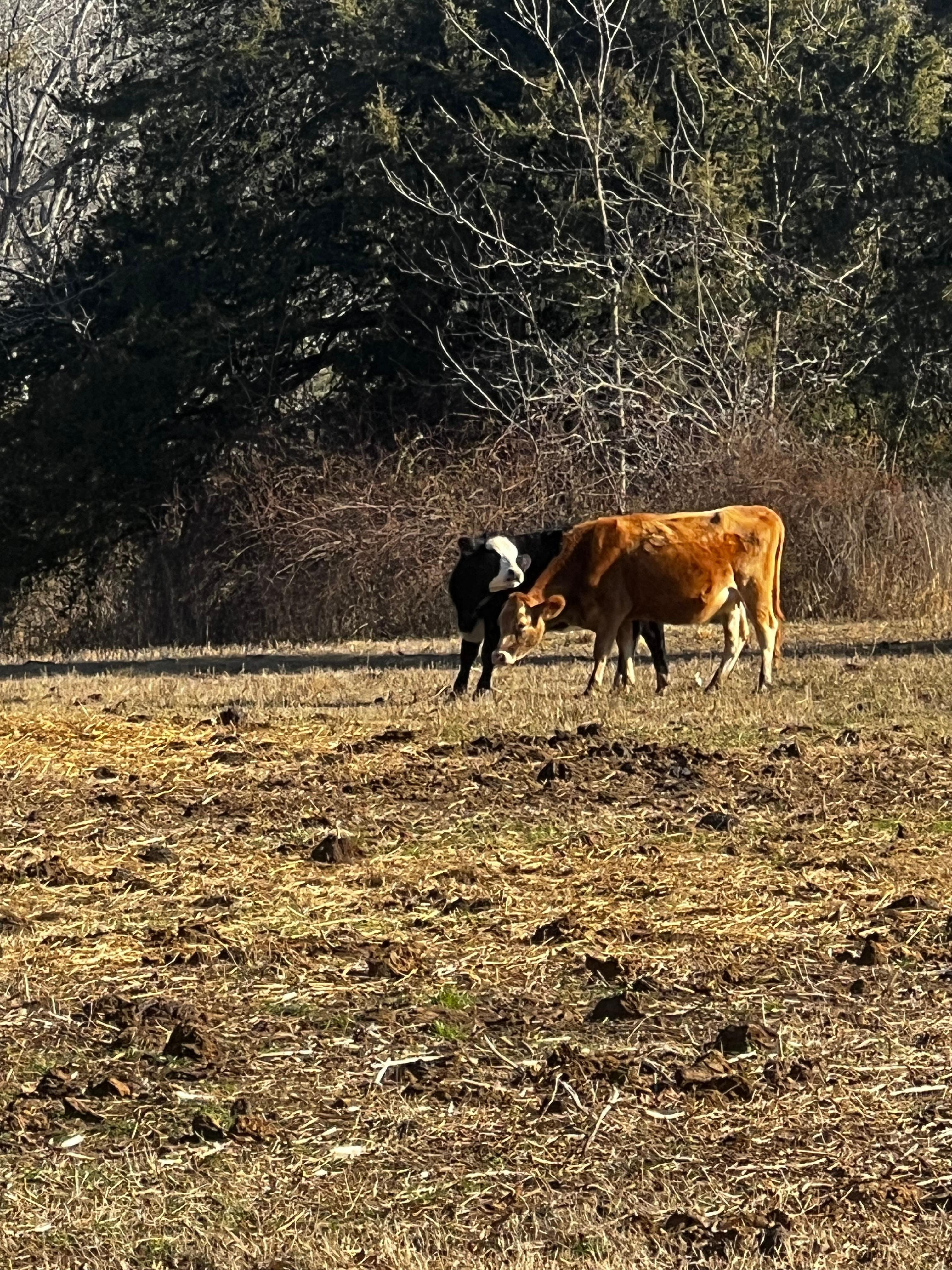 Cows enjoying the morning sunshine 