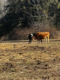Cows enjoying the morning sunshine