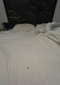 BEDBUGS