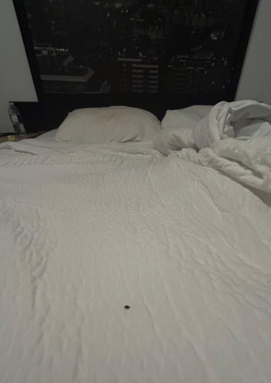 BEDBUGS