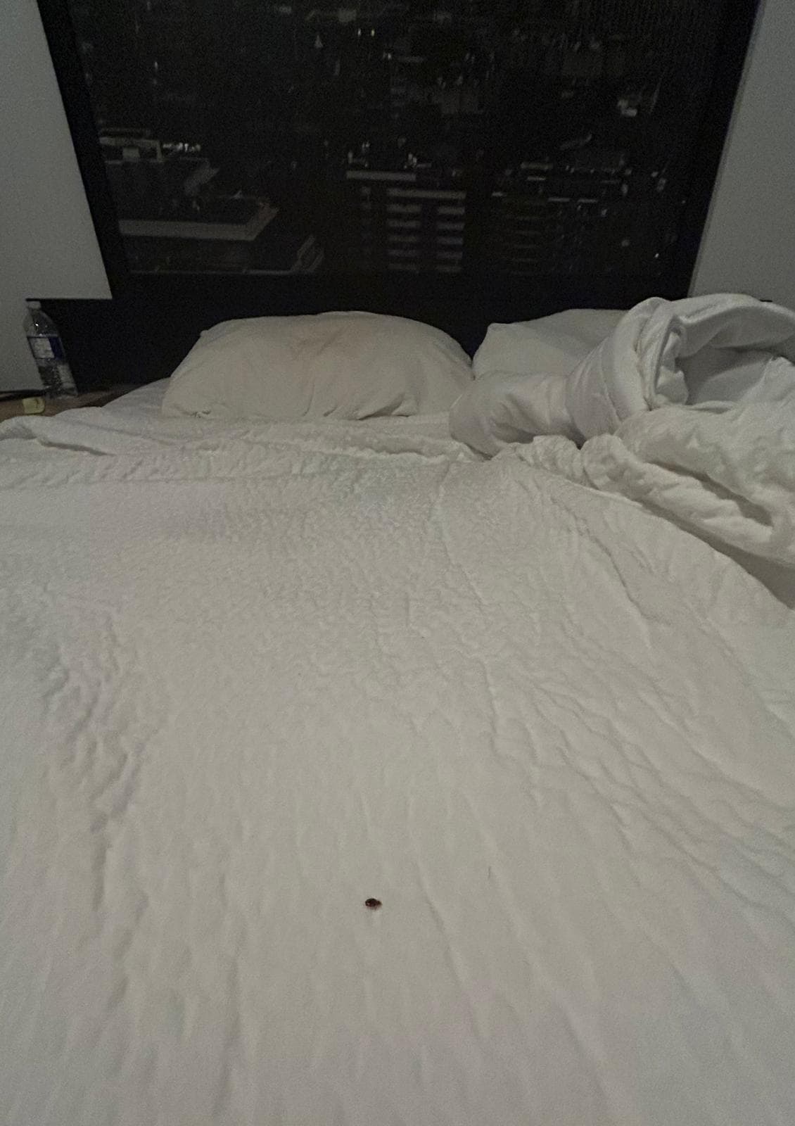 BEDBUGS