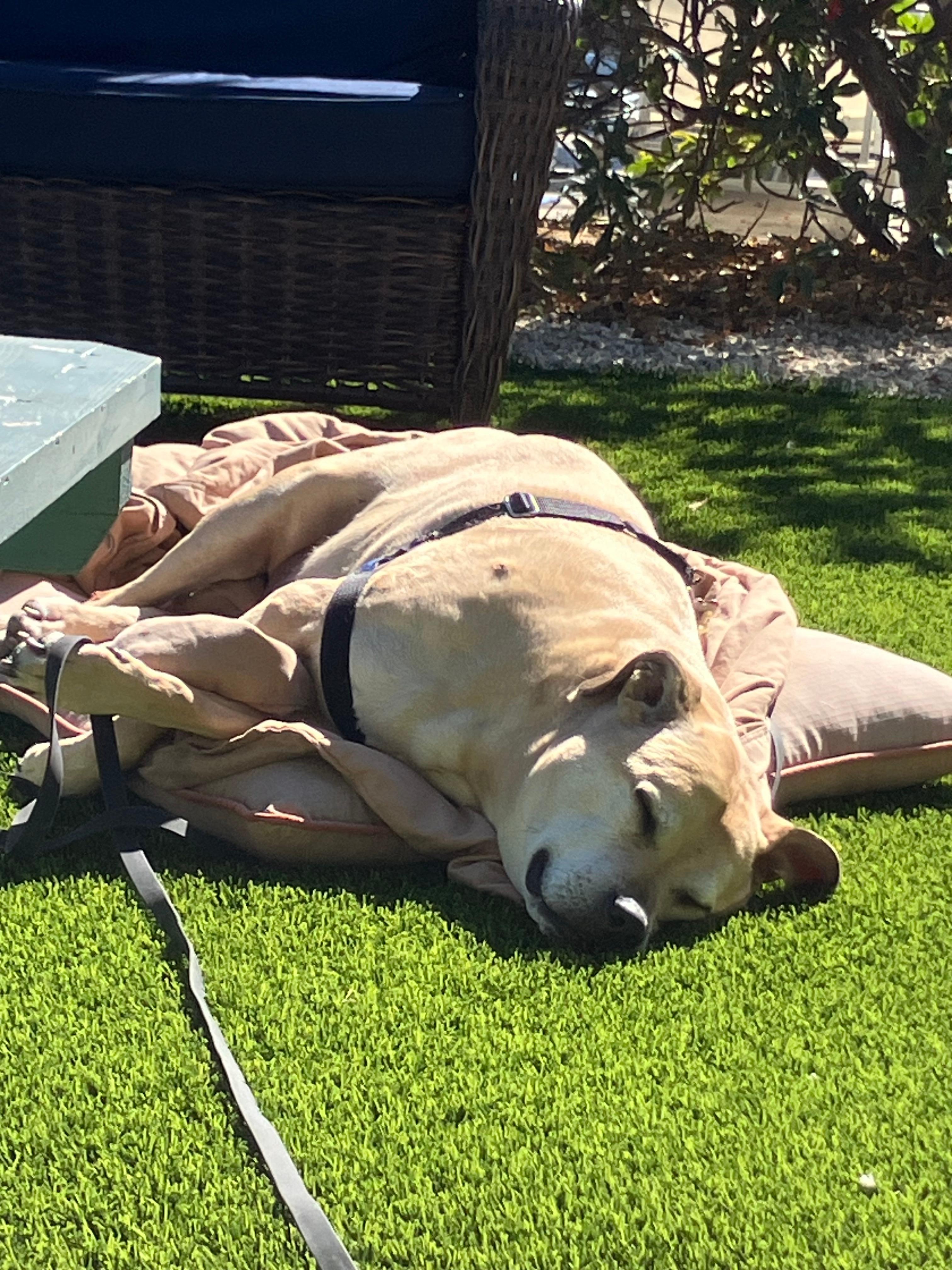 My dog Buddy had the best vacation of his life.