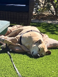 My dog Buddy had the best vacation of his life.