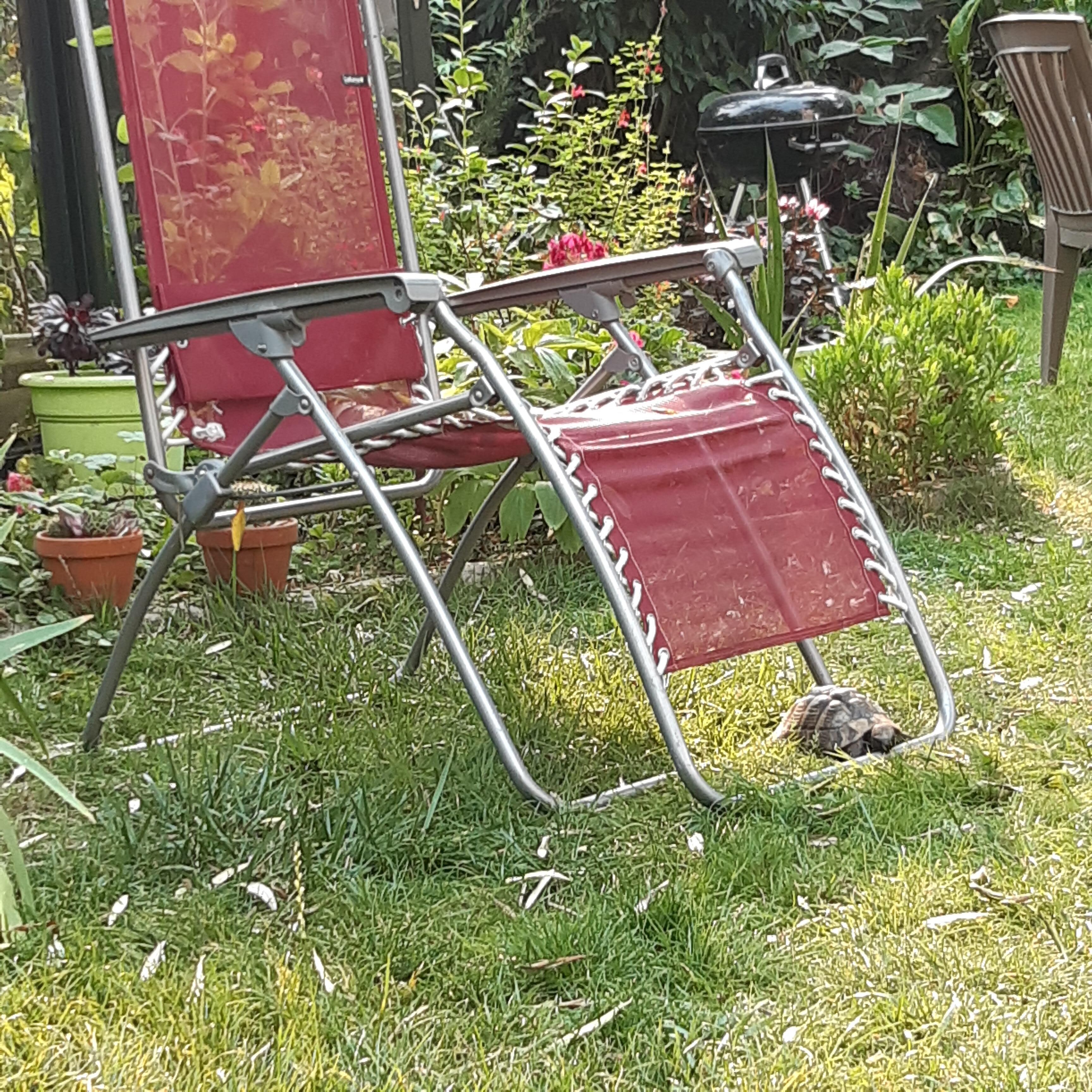 Malo, la tortue aimée : à surveiller qu'elle ne s'échappe pas du jardin !
