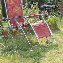 Malo, la tortue aimée : à surveiller qu'elle ne s'échappe pas du jardin !