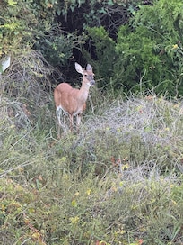 Deer