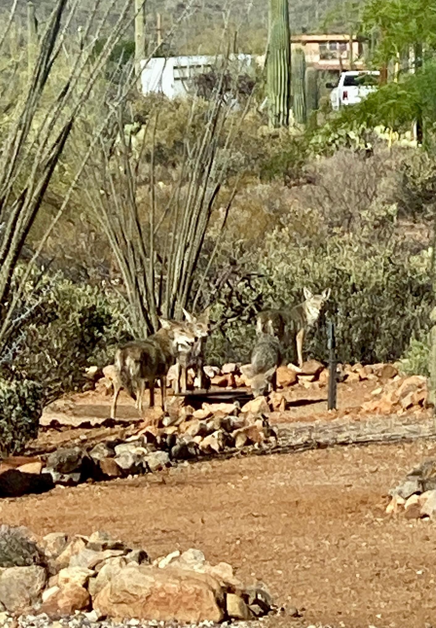Coyotes at the water hole