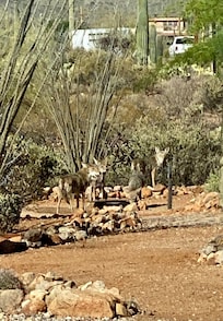 Coyotes at the water hole