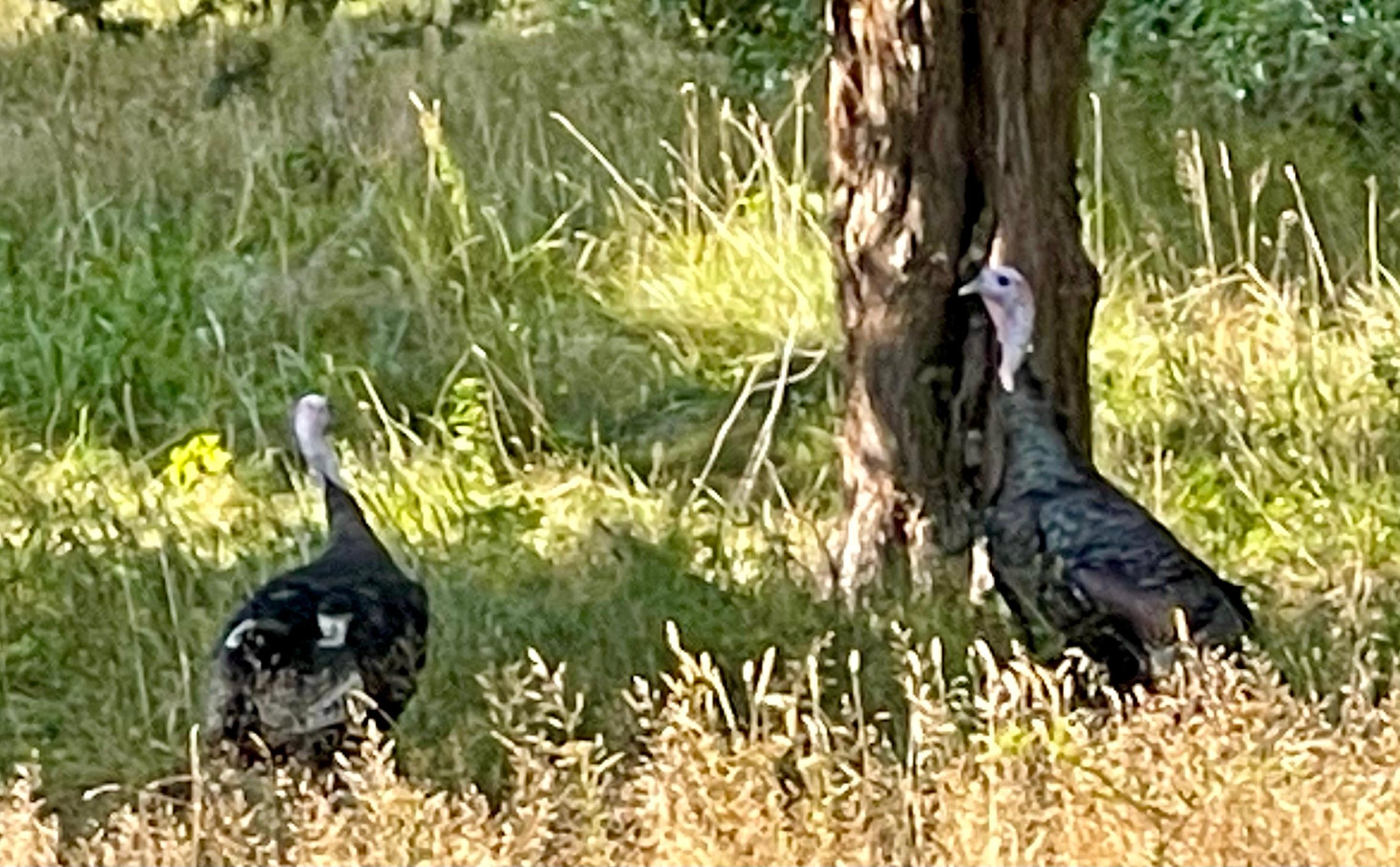  Visitors in the back yard 