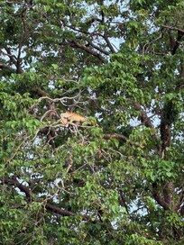Iguana
