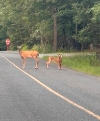 Deer on the street when we would go for a walk each night